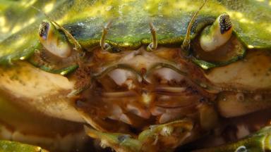 复合眼睛绿色海岸蟹卡西努斯maenas卡西努斯埃斯图里侵入性的物种
